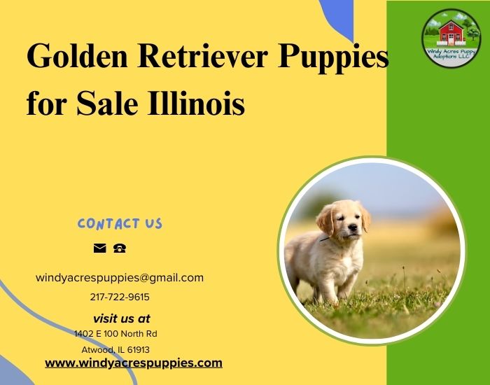 Golden Retriever Puppies For Sale At Windy Acres Puppy